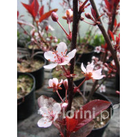 Śliwa dziecięca Prunus cistena