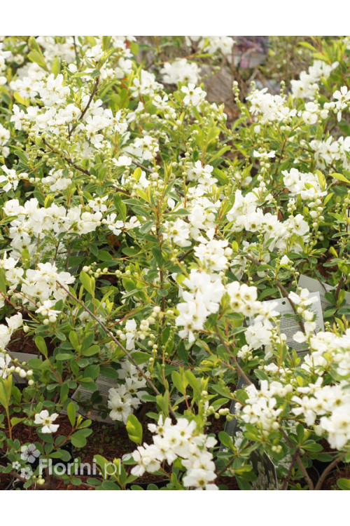 Obiela wielkokwiatowa | Exochorda racemosa