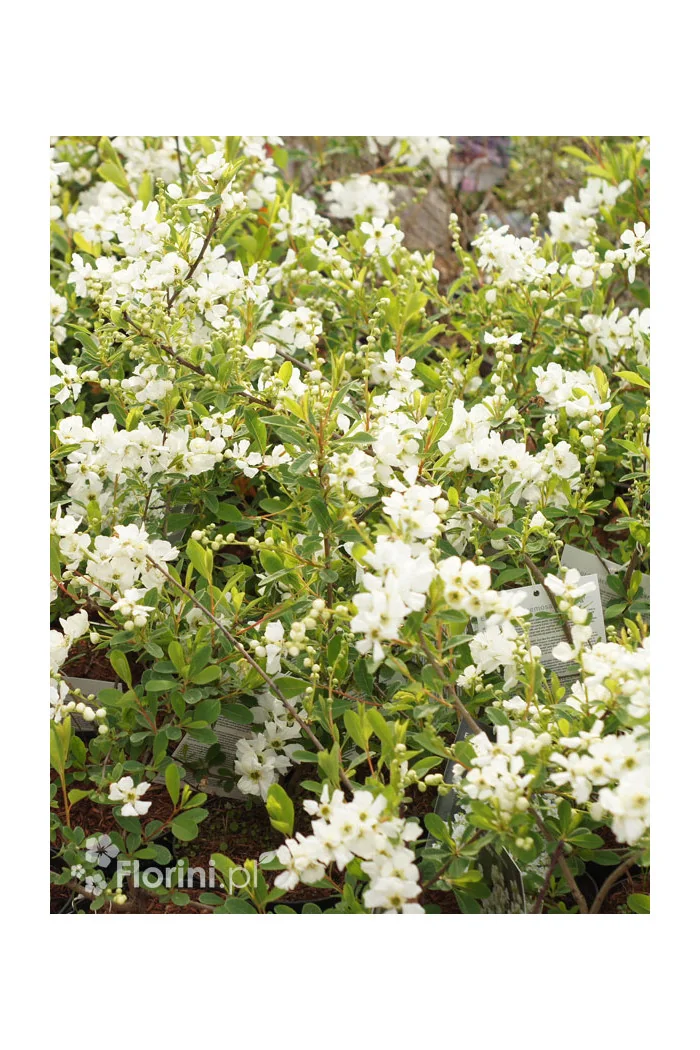 Obiela wielkokwiatowa | Exochorda racemosa