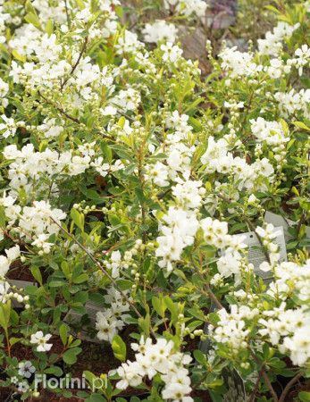 Obiela wielkokwiatowa | Exochorda racemosa
