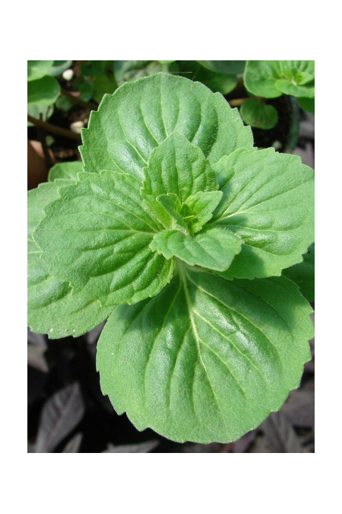 Mięta imbirowa Mentha