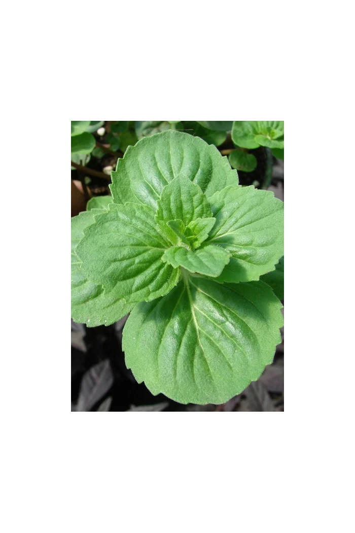 Mięta imbirowa Mentha