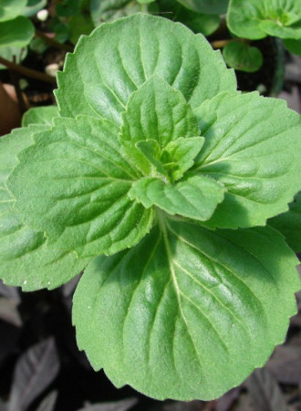 Mięta imbirowa Mentha