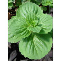 Mięta imbirowa Mentha