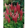 Łubin trwały 'My Castle' | Lupinus polyphyllus