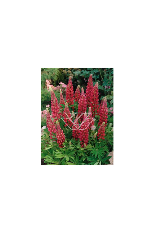 Łubin trwały 'My Castle' | Lupinus polyphyllus
