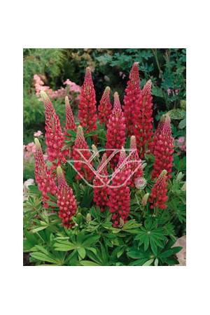 Łubin trwały 'My Castle' | Lupinus polyphyllus