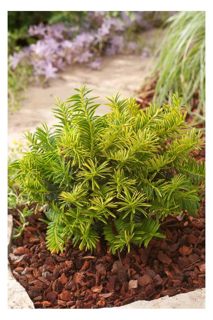 Cis pospolity 'Summergold' | Taxus baccata