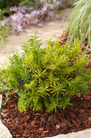 Cis pospolity 'Summergold' | Taxus baccata
