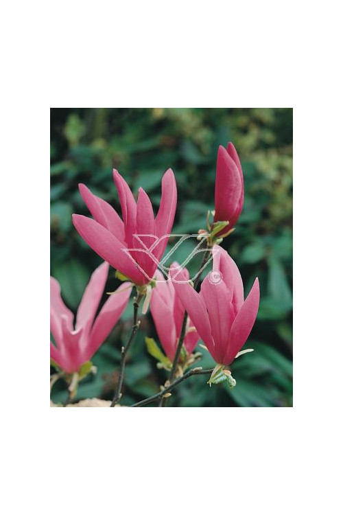 Magnolia 'Susan' | Magnolia liliiflora