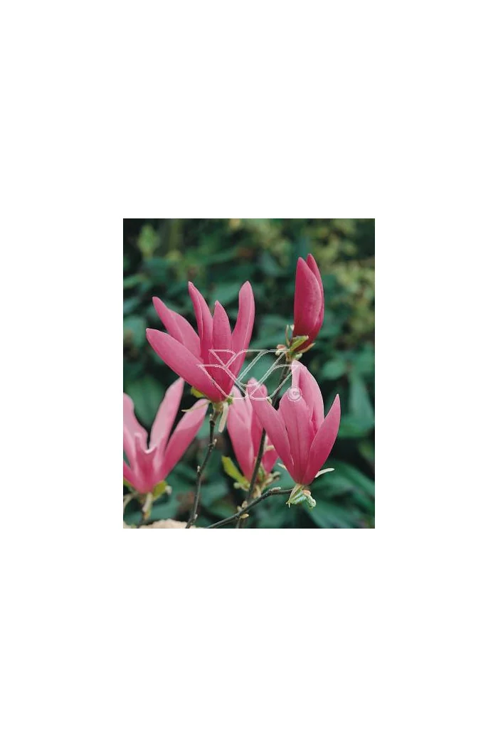 Magnolia 'Susan' | Magnolia liliiflora