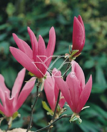 Magnolia 'Susan' | Magnolia liliiflora