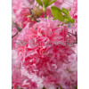 Azalia wielkokwiatowa 'Kilian' | Rhododendron