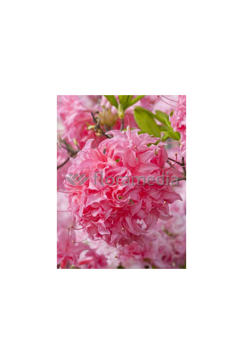 Azalia wielkokwiatowa 'Kilian' | Rhododendron