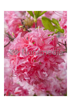 Azalia wielkokwiatowa 'Kilian' | Rhododendron