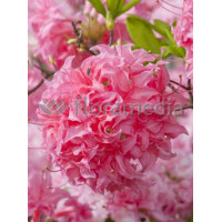 Azalia wielkokwiatowa 'Kilian' | Rhododendron