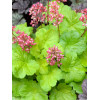 Żurawka 'Little Cutie Sweet Tart' Heuchera