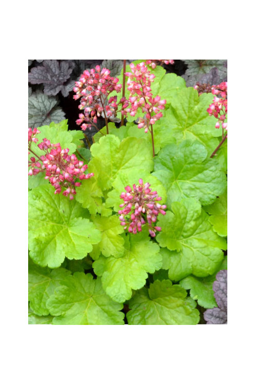 Żurawka 'Little Cutie Sweet Tart' Heuchera