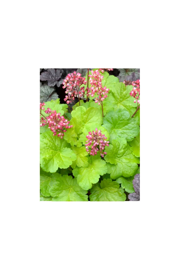 Żurawka 'Little Cutie Sweet Tart' Heuchera