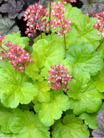 Żurawka 'Little Cutie Sweet Tart' Heuchera
