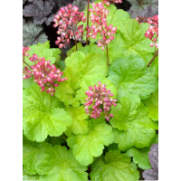 Żurawka 'Little Cutie Sweet Tart' Heuchera