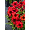Jeżówka 'SunMagic Vintage Red' | Echinacea