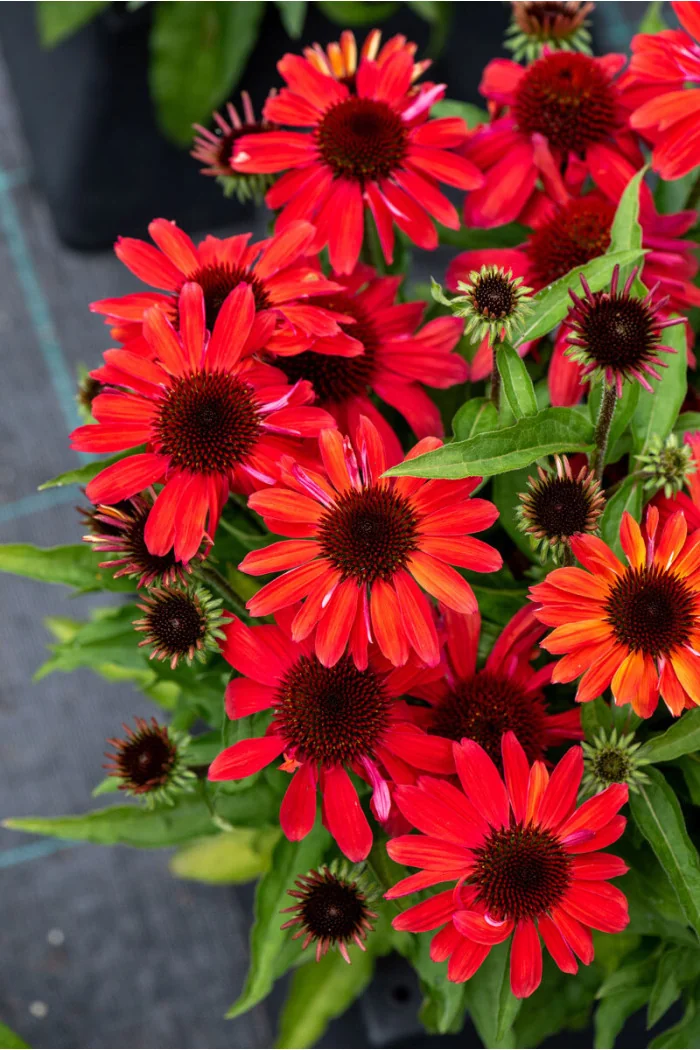 Jeżówka 'SunMagic Vintage Red' | Echinacea