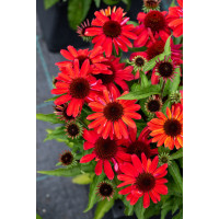 Jeżówka 'SunMagic Vintage Red' | Echinacea