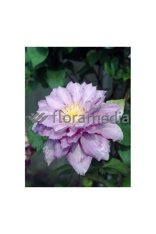 Powojnik 'Proteus' | Clematis