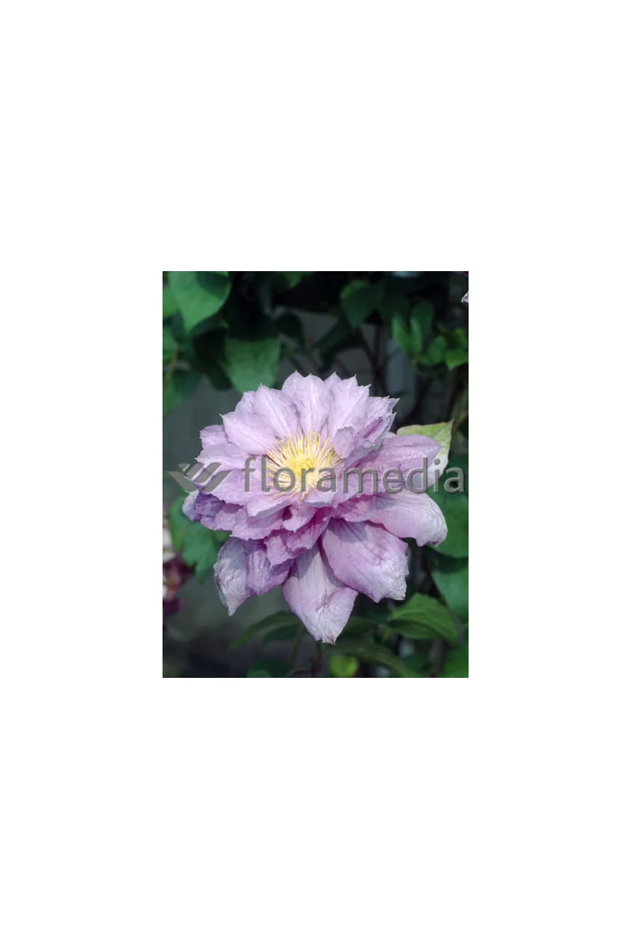 Powojnik 'Proteus' | Clematis