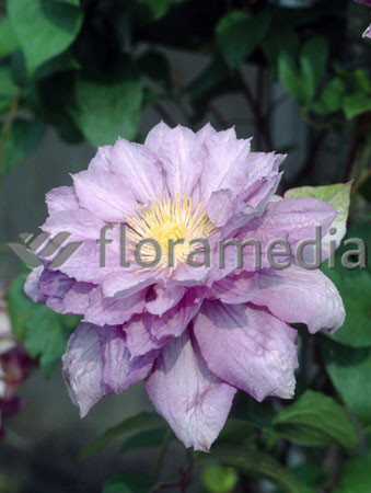 Powojnik 'Proteus' | Clematis