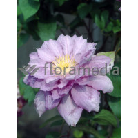 Powojnik 'Proteus' | Clematis