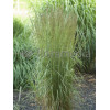 Trzcinnik ostrokwiatowy 'Overdam' | Calamagrostis x acutiflora