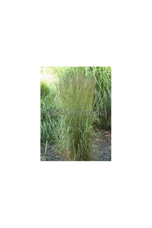 Trzcinnik ostrokwiatowy 'Overdam' | Calamagrostis x acutiflora