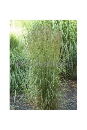 Trzcinnik ostrokwiatowy 'Overdam' | Calamagrostis x acutiflora
