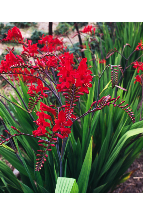 Krokosmia 'Lucifer' | Crococmia x crocosmiiflora