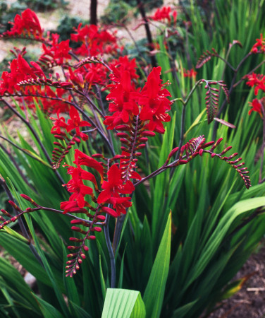 Krokosmia 'Lucifer' | Crococmia x crocosmiiflora