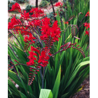 Krokosmia 'Lucifer' | Crococmia x crocosmiiflora