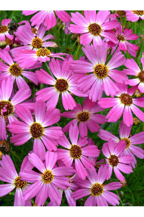 Nachyłek 'Pink Sapphire' Coreopsis