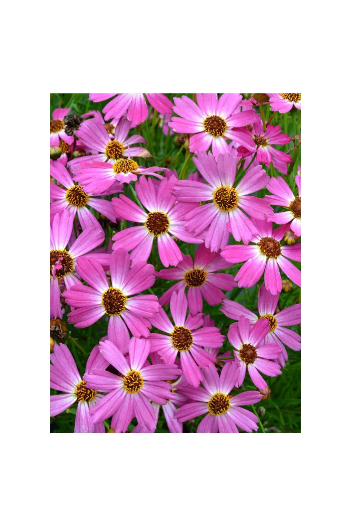 Nachyłek 'Pink Sapphire' Coreopsis