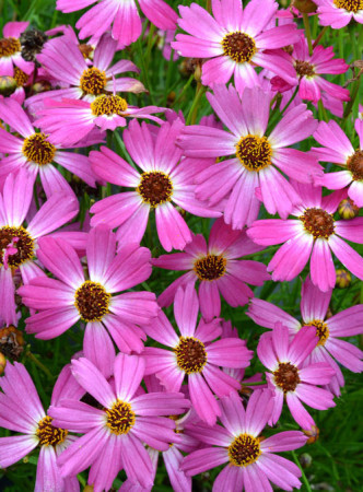 Nachyłek 'Pink Sapphire' Coreopsis