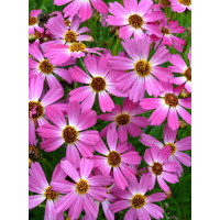 Nachyłek 'Pink Sapphire' Coreopsis