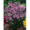 Aster krzaczasty 'Guliver' Aster dumosus