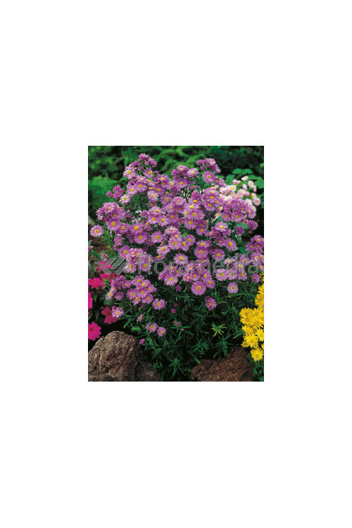 Aster krzaczasty 'Guliver' Aster dumosus