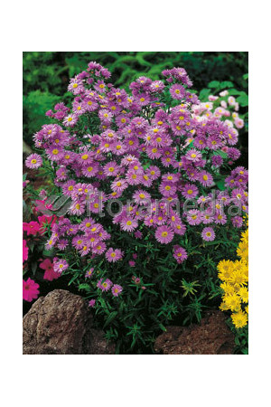 Aster krzaczasty 'Guliver' Aster dumosus