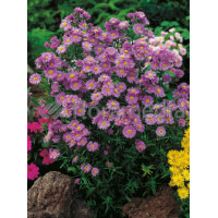 Aster krzaczasty 'Guliver' Aster dumosus