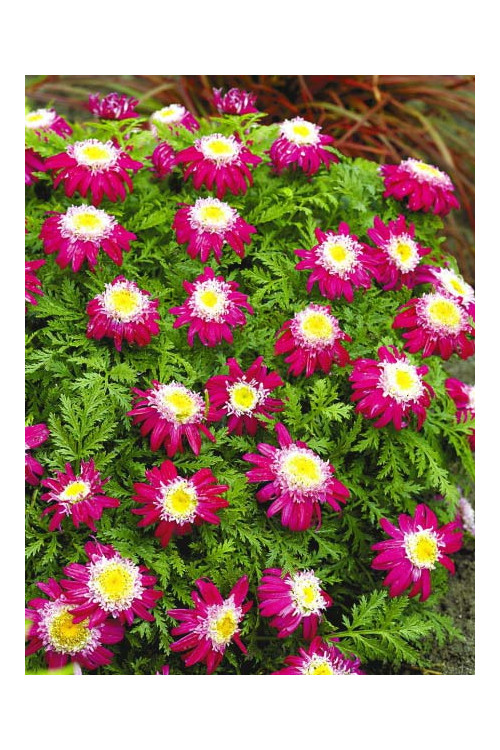 Złocień 'Garden Treasure' Tanacetum