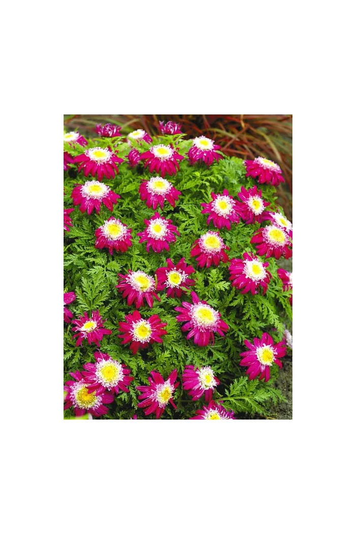 Złocień 'Garden Treasure' Tanacetum