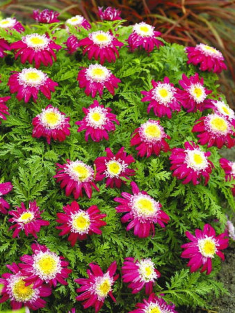 Złocień 'Garden Treasure' Tanacetum