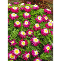 Złocień 'Garden Treasure' Tanacetum